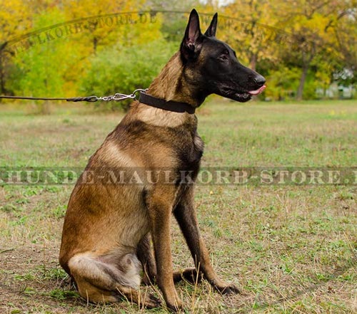 Schaeferhunde Hundehalsband aus Leder für Malinois