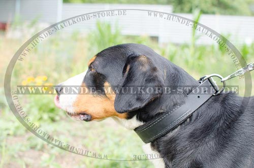 Gepolstertes Leder Halsband für Sennenhund
Training bestellen