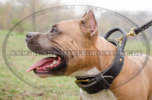 Klassisches Hundehalsband mit Gürtelschnalle