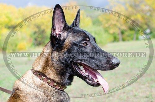 Design Hundehalsband aus Leder mit Nieten für
Malinois