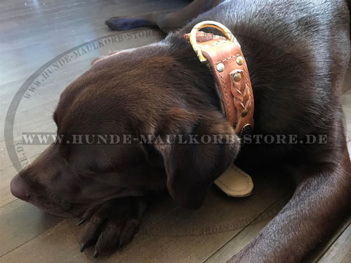 beige Hundehalsband kaufen