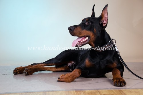 Handbemaltes Leder Hundehalsband für Dobermann
bestellen