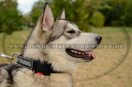 multifunktionales Halsband am Hund 