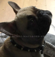 Feines Lederhalsband mit Spikes für Französiche Bulldogge