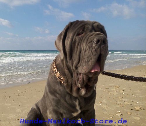 erstklassige Leine fuer Mastino 