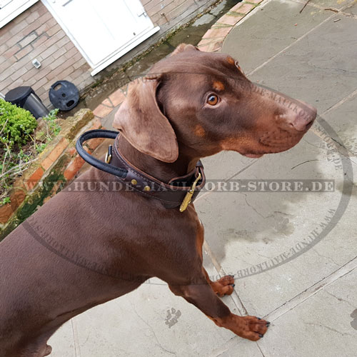 K9 Kontrollhalsband für Dobermann Hund kaufen online