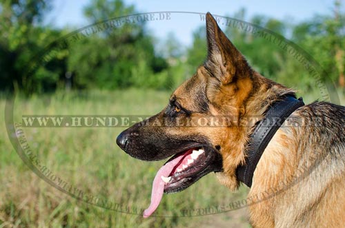 Lederhalsband mit Filzpolsterung für Gassigehen und Training