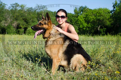 stilvolles Halsband Hund