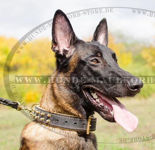 Gepolstertes Nappaleder Halsband für
Malinois bestellen