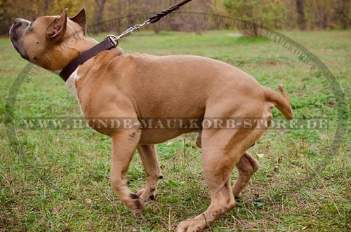 praktisches Hundehalsband in schwarz 