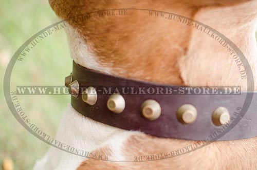 exclusive collar with decoration