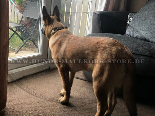 Nietenhalsband für Malinois
online kaufen