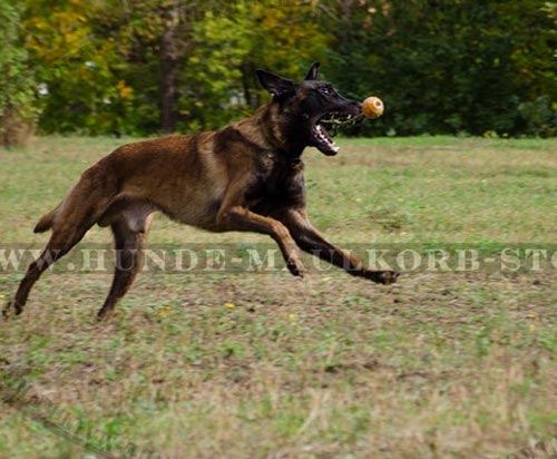 Design Hundehalsband für Gehorsam