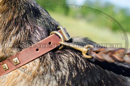 stilvolles Halsband Hund