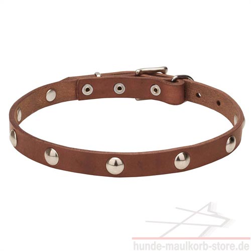 studded dog collar of leather