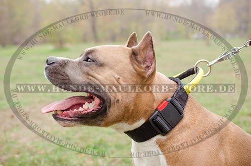 praktisches Hundehalsband mit Handschlaufe und O-Ring 