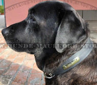 Praktisches Hundehalsband mit ID-Platte für Labrador