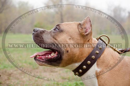 collar for Amstaff exclusively