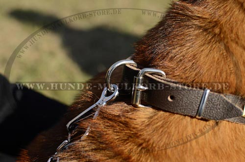 stilvolles Halsband Hund