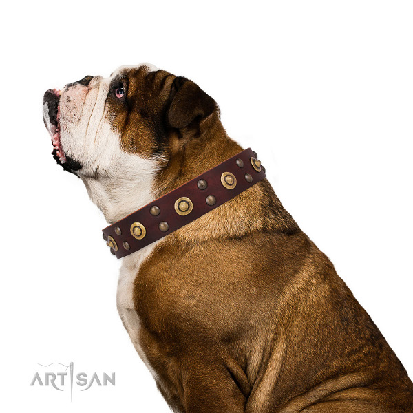 elegantes Lederhalsband am Hund