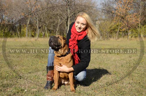 stilvolles Halsband Hund