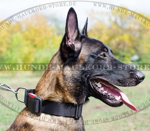 Malinois Hundehalsband Nylon für Training