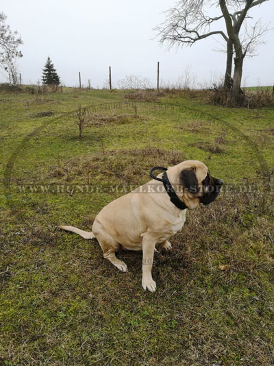 Sporthund Halsband für Hund kaufen online