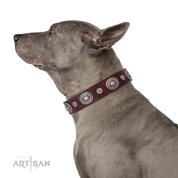 ledernes Halsband von FDT Artisan am Hund