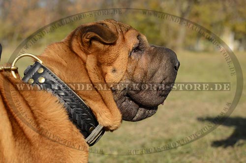 stilvolles Halsband Hund