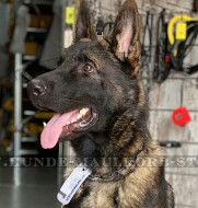 Malinois Halskette Nirosta vom Herm Sprenger