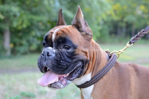 Hundehalsband Leder für Boxer