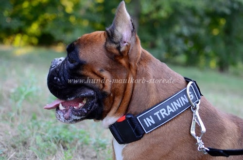 Boxer Hundehalsband Nylon mit Logo für Training