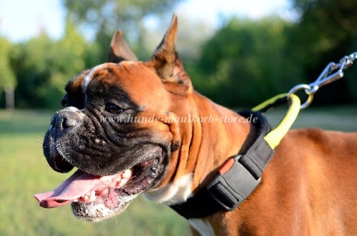 Boxer dog collar nylon for training