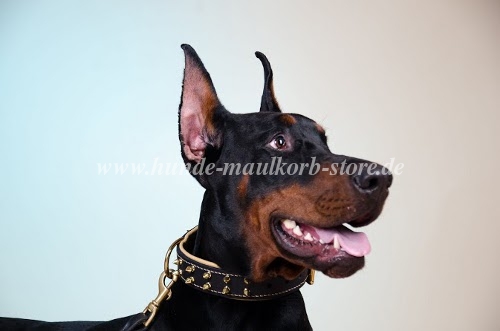 Gepolstertes Nappaleder Halsband für
Dobermann bestellen