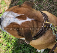 Exklusives Lederhalsband mit Flechten für Englische Bulldogge