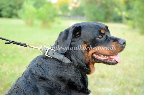 Design Hundehalsband aus Leder für Rottweiler