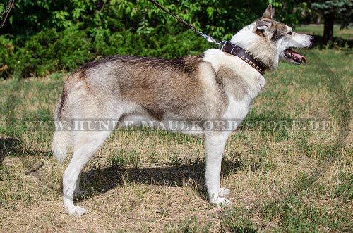 kaufen Sie Hundehalsband mit Beschlaegen fuer Schaeferhund