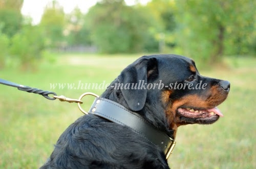 Rottweiler Dog Collar for Training