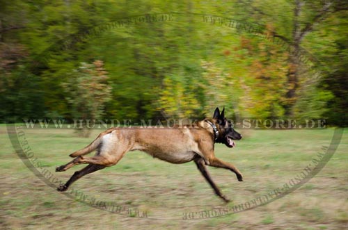 Design Hundehalsband aus Leder mit Platten für
Malinois