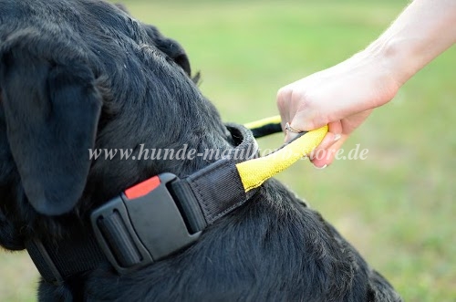 Rottweiler mit Halsband Nylon für
Spaziergang