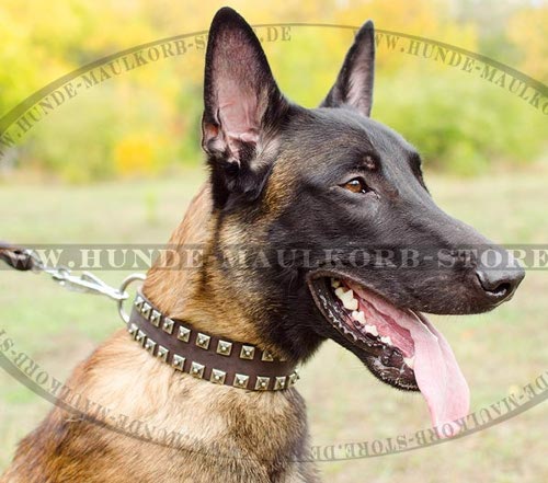 kaufen Sie Hundehalsband mit Beschlaegen fuer Schaeferhund