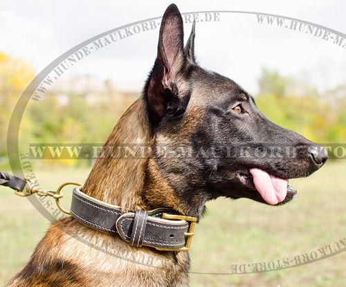 Gepolstertes Nappa Leder Halsband für
Malinois bestellen