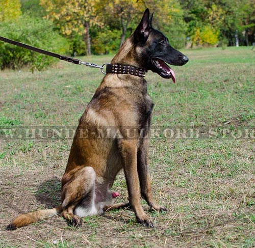 Hundehalsband mit Nieten fuer Malinois