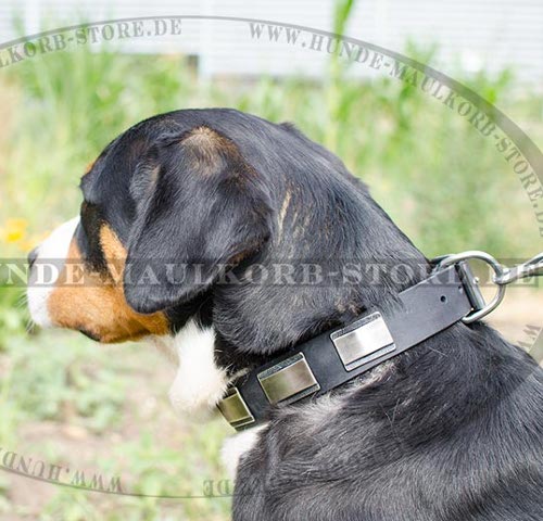 Show leather collar for Greater Swiss Mountain Dog