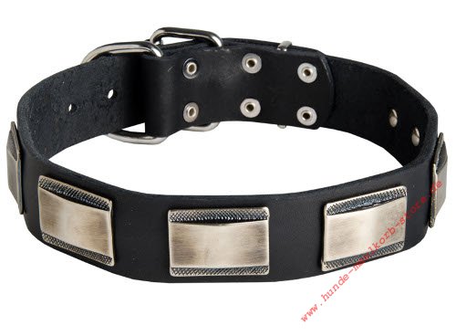 mountain dog collar with studs