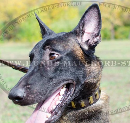 Verzierung Halsband für Malinois
Hundeausstellung