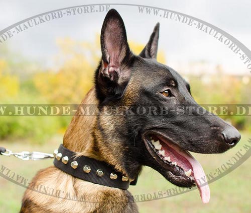 Malinois Halsband Nylon mit Nieten