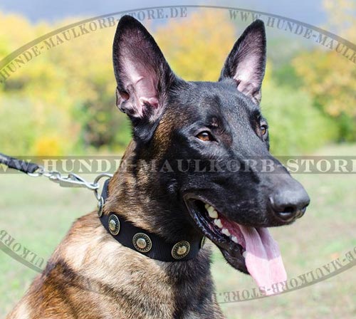 Malinois Halsband Nylon mit Komchen