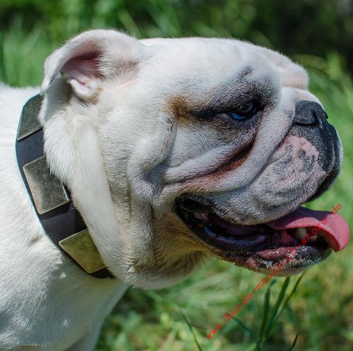 Olde Englische Bulldogge Halsband