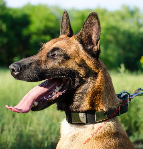 Dekorative Platten Leder Halsband für
Belgischen Malinois